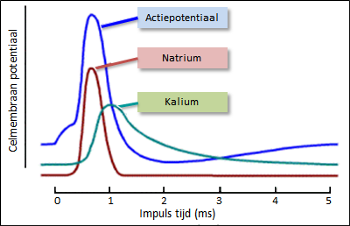 Celmembraan potentiaal curve